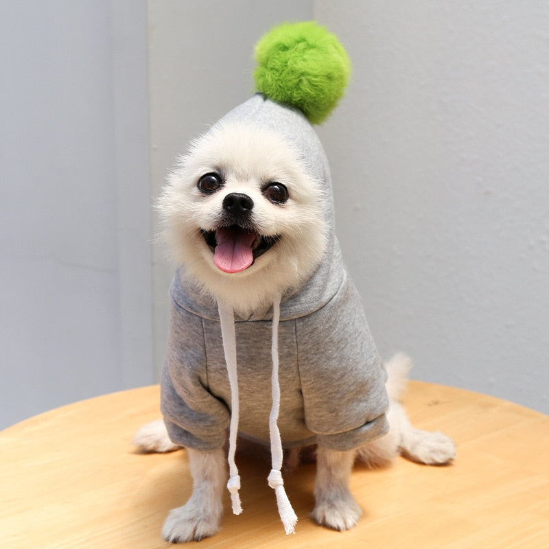 cute-fruit-dog-clothes.jpg