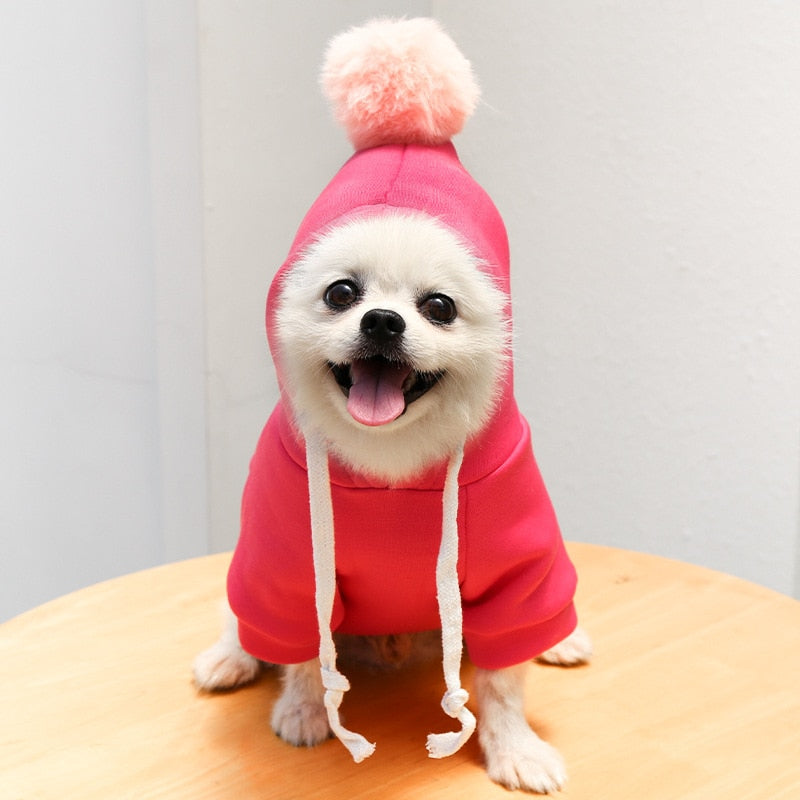 cute-fruit-dog-clothes.jpg